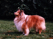 my Dog